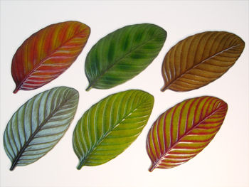 Rain Forest Leaf - Click Image to Close