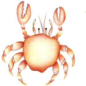 Crab and Seahorse - Small - 50 mm - Set of 2 - Click Image to Close