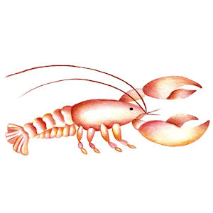 Lobster - Small - 35 mm - Set of 6