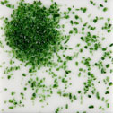 Dark Green Trans Fine Frit 50 grams - bulk discounts - Click Image to Close