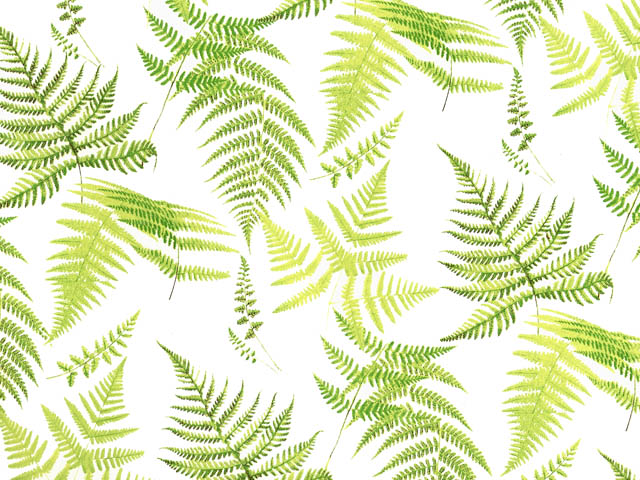 Fern Chintz 200 mm x 200 mm