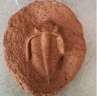 June 2015 Trilobite Casting