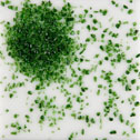 Dark Green Trans Medium Frit 50 grams - bulk discounts - Click Image to Close